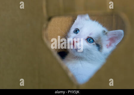 White little cat with blue eyes through the hole in the box Stock Photo