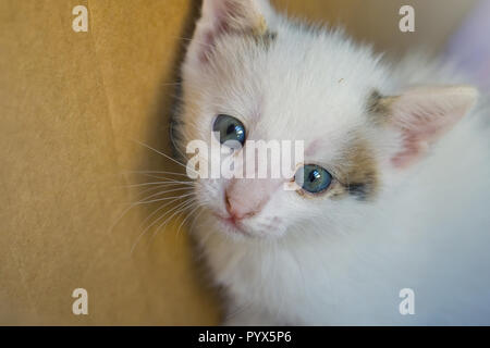 White little cat with blue eyes sit in the box Stock Photo