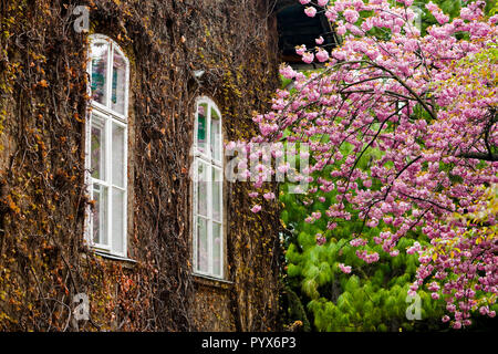 The wall of an old house covered with dried ivy and other plants. The two white windows brit out from the dark wall, while there is a blooming tree on Stock Photo