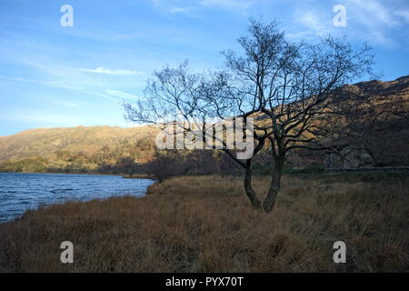 View of beautiful Llyn Gwynant, a natural lake in the Snowdonia National Park, Wales, on a winters day.  A lone tree in the foreground. Copy space. Stock Photo