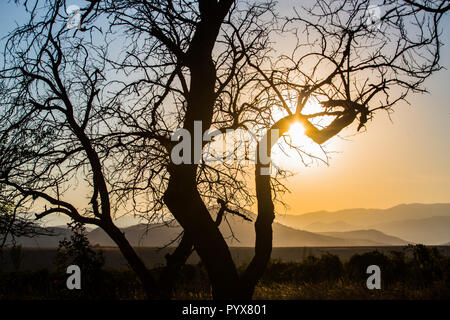 Beautiful landscape with contour of tree and mountains on the horizon in sunset light Stock Photo