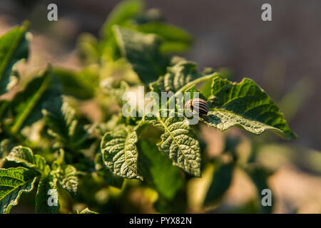 Young potato on soil cover. Plant close-up. The green shoots of young potato plants sprouting from the clay in the spring. Stock Photo