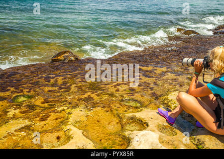 nature photographer with green sea turtles in Laniakea Beach and turtle beach. Nature woman photographer taking pictures in Oahu island, North Shore in Hawaii, America. Stock Photo