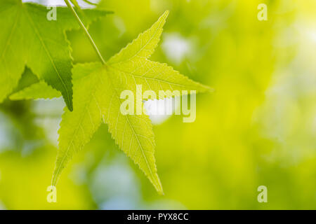 Closeup nature view of green leaf on blurred greenery background in garden with copy space using as background natural green plants landscape, ecology Stock Photo