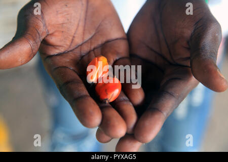 Oil palm fruits in hand, Odumase Abrafo, Ghana Stock Photo