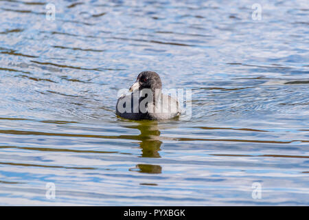 American Coot (Fulica americana) swimming. Stock Photo