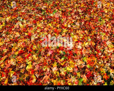 Autumn's Abstraction-Composition with Leaves Stock Photo