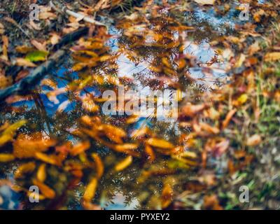 Maple trees reflected in the water Stock Photo
