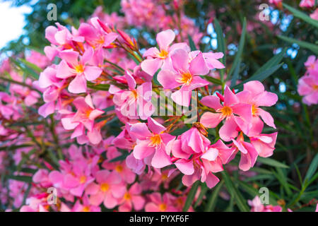 pink flowers of oleander on a large Bush Stock Photo