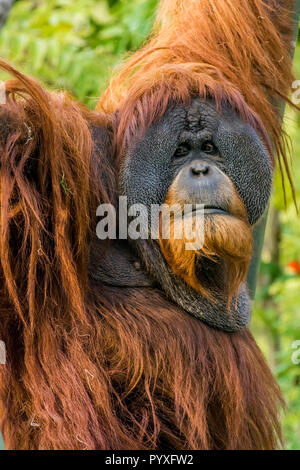 Male Sumatran orangutan (Pongo abelii) at the San Diego Zoo, California. Stock Photo