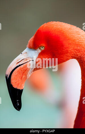 American flamingo (phoenicopterus ruber), San Diego Zoo, California. Stock Photo