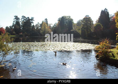 Ducks swimming in a lake at Sheffield Park Stock Photo