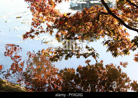 Japanese maple tree reflected in water Stock Photo