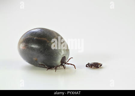 Ixodes ricinus, castor bean tick, transmitter of Lyme disease and tick-borne encephalitis Stock Photo