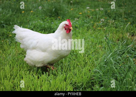 white chicken in the grass and flowers on a farm