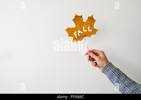 Man hand in knitted sweater holding maple leaf with cutted out word FALL. White background Stock Photo