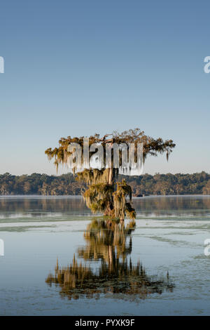 Cypress Tree in The Fall Lake Martinm Louisiana Stock Photo