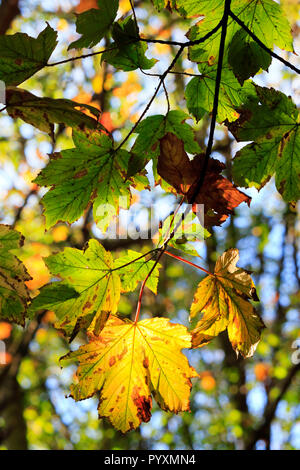 Sun shining through autumn leaves in a park in Warwick Stock Photo