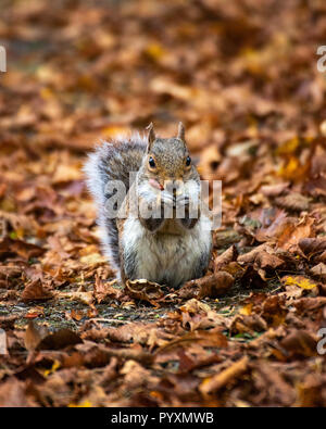 Grey squirrel feeding standing on brown autumn leaves Eating a Nut Stock Photo