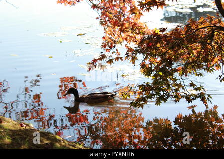 Mallard duck swimming in a lake by the bank with low hanging branch reflected in the water Stock Photo