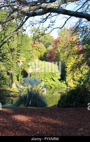 Trees in the autumn with fallen leaves at Sheffiield park, National Trust garden Stock Photo