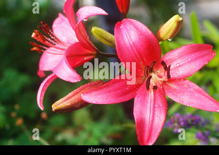 Lilies with morning dew Stock Photo