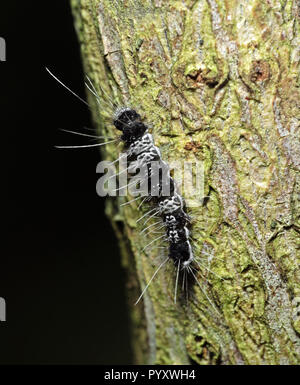 Macro Photography of Black and White Hairy Caterpillar on Trunk of Tree Stock Photo
