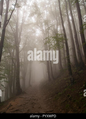 Trail in the foggy, misty forest in Bieszczady National Park, Poland, Europe Stock Photo