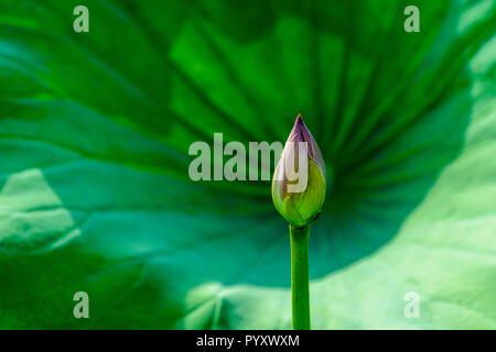 A bud of a pink lotus flower (lat. Nelumbo nucifera) in front of a green leave, in a field on Dal Lake Stock Photo