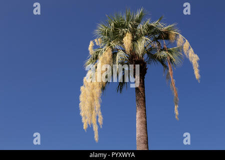 Palm tree at Villa Monastero, Varenna on Lake Como, Italy Stock Photo