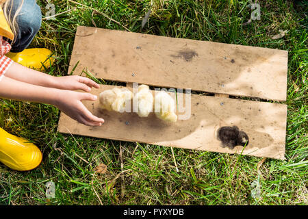 cropped image of little girl playing with baby chicks on wooden board outdoors Stock Photo