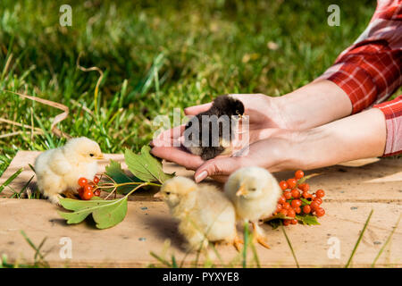 cropped image of female farmer with baby chicks and rowan on wooden board outdoors Stock Photo