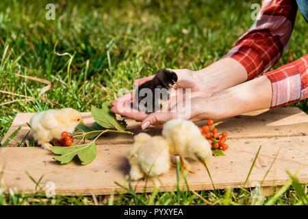 partial view of female farmer with baby chicks and rowan on wooden board outdoors Stock Photo