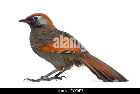 Side view on a Red-tailed Laughingthrush - Garrulax milnei, isolated on white Stock Photo