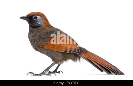 Red-tailed Laughingthrush - Garrulax milnei, isolated on white Stock Photo