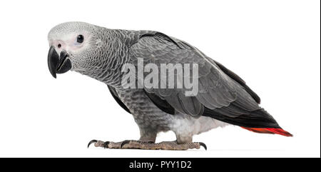 African Grey Parrot (3 months old) isolated on white Stock Photo