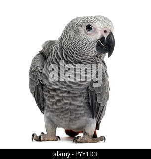 African Grey Parrot (3 months old) isolated on white Stock Photo