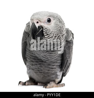 African Grey Parrot (3 months old) isolated on white Stock Photo