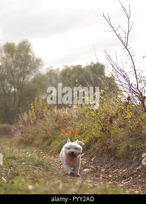 happy white dog running down in autumn nature Stock Photo