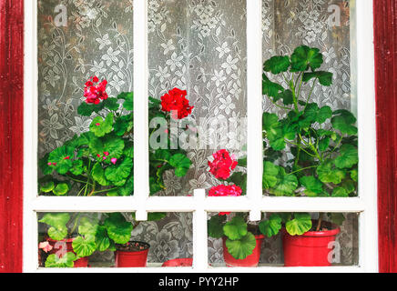Old wooden windows with Geranium flowers. Stock Photo
