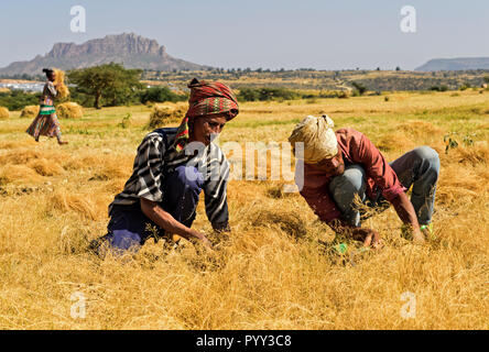 Farmers harvesting Teff (Eragrostis tef) with the sickle, Hawzien, Tigray, Ethiopia Stock Photo