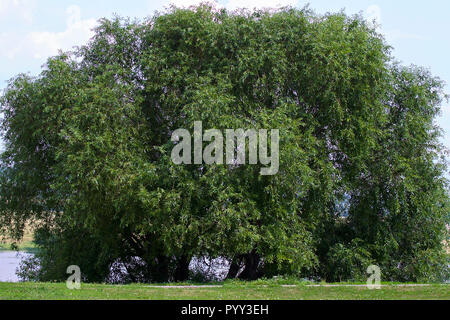 Large wide green tree on the bank of the Oka River, the village of Konstantinovo, Ryazan Oblast, Russia Stock Photo