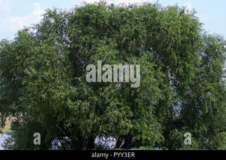 Large wide green tree on the bank of the Oka River, the village of Konstantinovo, Ryazan Oblast, Russia Stock Photo