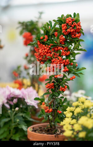 Colorful decorative tree in a flower pot with bright berries close-up, sunny day. Autumn season. Modern natural background Stock Photo