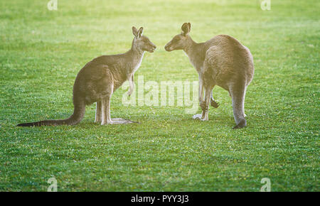 Kangaroos couple Stock Photo
