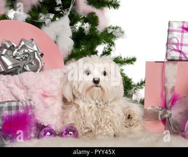 Maltese, 1 year old, with Christmas tree and gifts in front of white background Stock Photo