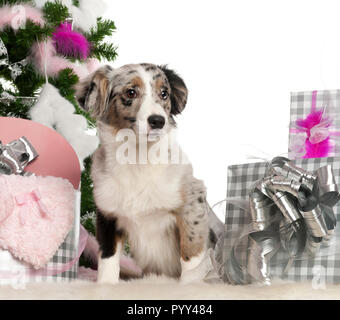 Miniature Australian Shepherd puppy, 5 months old, with Christmas tree and gifts in front of white background Stock Photo