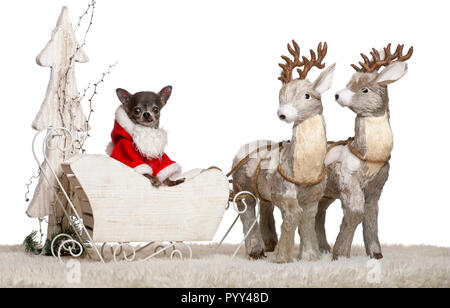 Chihuahua, 8 months old, in Christmas sleigh in front of white background Stock Photo