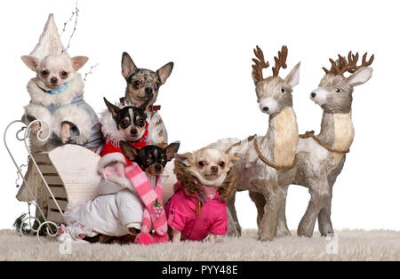 Chihuahuas, 4 years, 1.5 years and 2 years old with Chihuahua puppies, 8 months and 10 months old, in Christmas sleigh in front of white background Stock Photo
