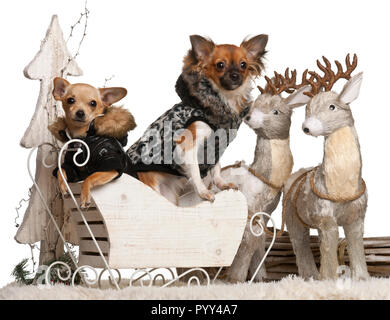 Chihuahua puppy, 6 months old, and Chihuahua, 9 months old, in Christmas sleigh in front of white background Stock Photo